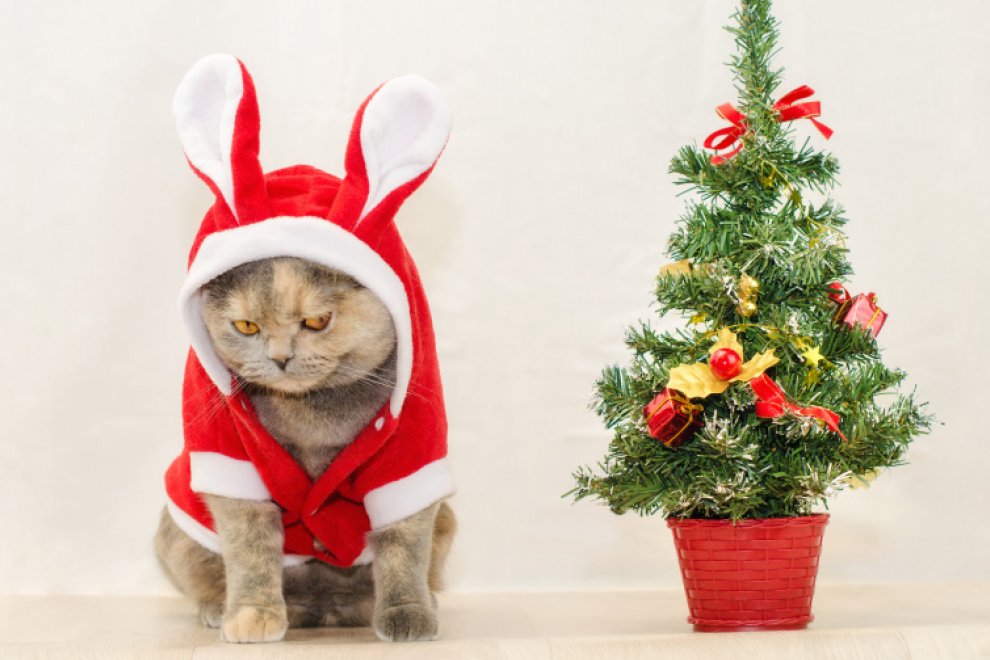 Santa Cat